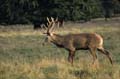 Magnifique jeune cerf photographié en 2001. Ce cerf est manifestement trés jeune vu son allure et le bout de ses pointes est " pourri " ce qui est un gage de bel avenir. cerf 